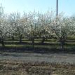 Cherries in Bloom