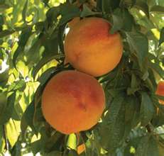 Mature cling peaches ready for harvest