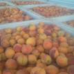 Picked Peaches