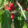 Mature Cherries on Tree