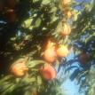 Stanislaus Peach