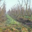 Pruned Orchard