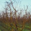 Unpruned Orchard