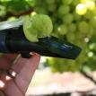Refractometer