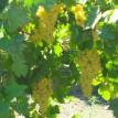 More Thompson Seedless