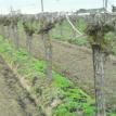 Vineyard Pre Plow